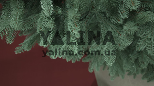 Ялинка лита Бельгійська